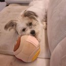 동물보육원 광주신촌동지부 이미지