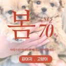 김해 강아지분양 고양이분양 똥강아지 이미지