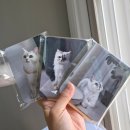 한올디자인공방 | 고양이 사진액자 우드톡포토 거실액자인테리어 추천 프레임 없는 심플한 나무액자 우드액자