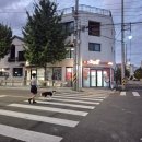 뽀끼 매니아 이미지