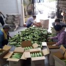 하미토미 영농조합법인 이미지