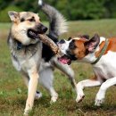 강동24시 SKY 동물의료센터 이미지