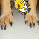 고미발톱 이미지