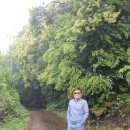 제주 도순리 녹나무 자생지 이미지