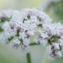 서린약국 이미지