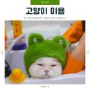 아이캣 고양이미용 호텔 | 부산고양이미용 충격 후기.. 호텔까지 직접 다녀와봤습니다.