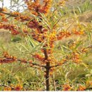 (주)비타민나무 이미지