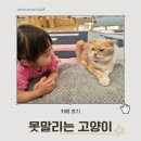 카페못 | 분당 고양이카페 25개월 아이와 다녀온 못말리는 고양이 카페 후기