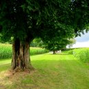 해바라기농장 이미지