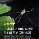 소금쟁이