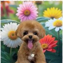 아리스타펫 이미지