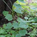 새모래덩굴 새순 이미지