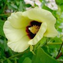 목화(2차) 이미지