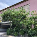 레몬무인텔 이미지