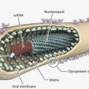 " 미국, 에볼라 제조와 인간 대상 실험" 美 교수 이미지