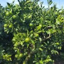 산양민박 이미지