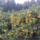 강정동-43 이미지