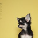 덕수네애견 이미지