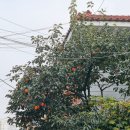 입안에서 톡톡 튀는 비요뜨 초코팝 서울우유 내돈내산 후기