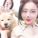 펫부자