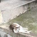 청기와세탁소 네이버블로그