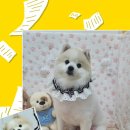 댕실 댕실 이미지