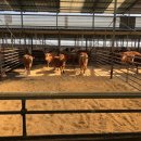 진안축산 이미지