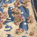 뉴그린팜 이미지