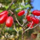 대추공인중개사사무소 이미지