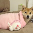 척척 동물의료센터 이미지