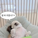 댕댕케어 이미지