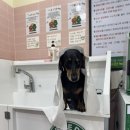 버블독스원주 | 원주 무실동 강아지셀프목욕 추천 버블독스