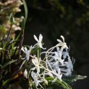 소엽풍란 이미지