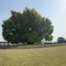 피개행개 이미지