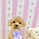 아멍띠에 이미지