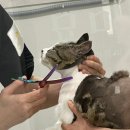 힐시티타워 | 송탄 고양이 저자극 미용 묘미효 추천