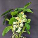 Dendrobium farmeri var.alba 이미지