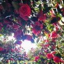 MBC울산문화방송 | 동백꽃명소인 울산MBC문화동산 동백꽃 실시간 개화상태