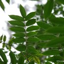 산검양옻나무Toxicodendron sylvestre (Siebold &amp; Zucc.)Kuntze 이미지