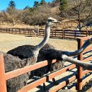 마곡목장 이미지