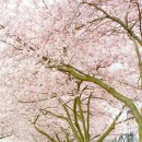 달미공원 Daum카페