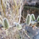 분홍강아지 이미지