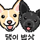 댕이 데이 이미지