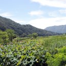 연꽃마을건넌들 이미지