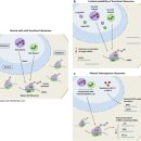 Re: 리보솜 ribosomopathies 탐구 이미지