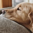 송파원동물병원 이미지