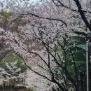 구갈희망누리도서관 | 구갈희망누리도서관 : 숨은 용인벚꽃명소