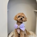 그루밍140 이미지