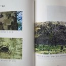 사진동화