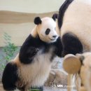 쿵푸판다🐼 루이바오💜 이미지
